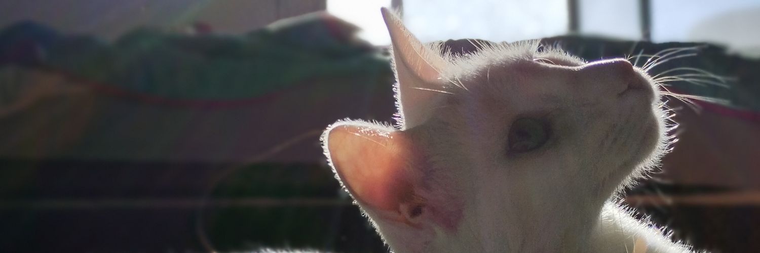 MaguiCampagna's profile banner image