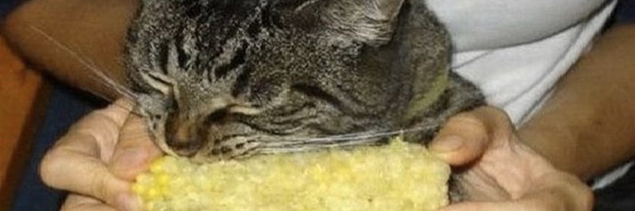 notrissterrusa's profile banner image