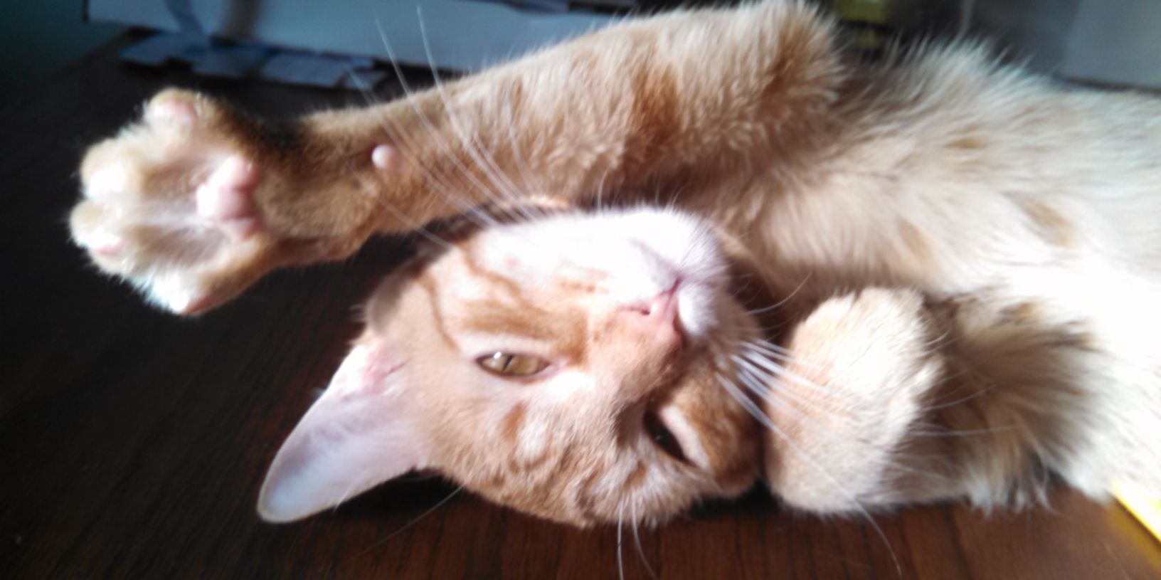 carrie_cat's profile banner image