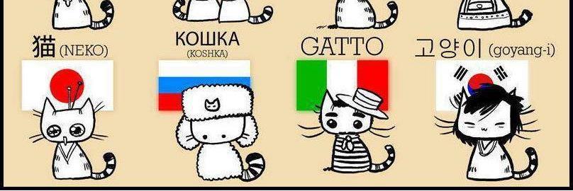 Java_Kittie's profile banner image