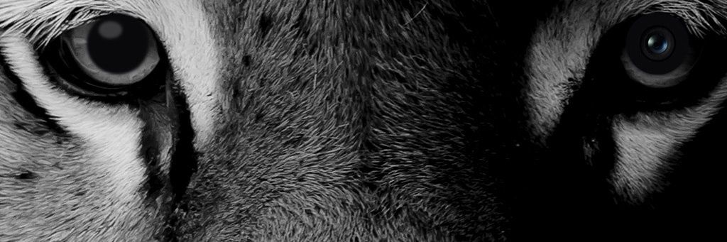 ptrbntn's profile banner image