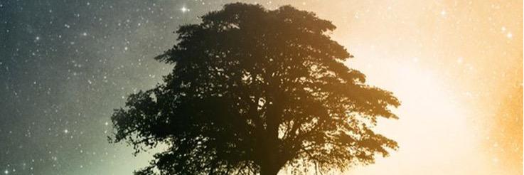 leaorods's profile banner image