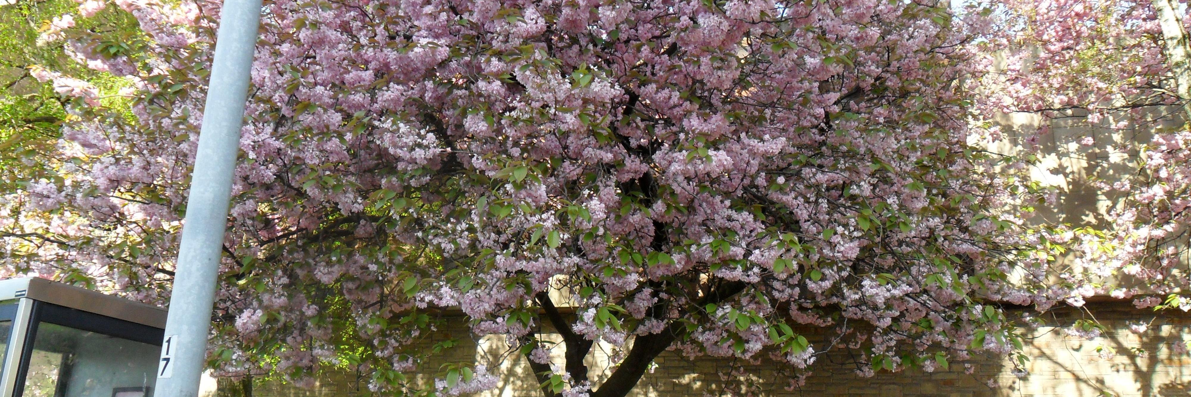 Dr Mercy Ette banner