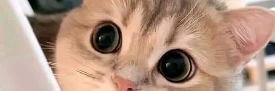 pipitgeraldine's profile banner image