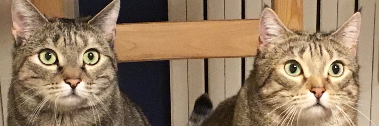 OlSaLu's profile banner image
