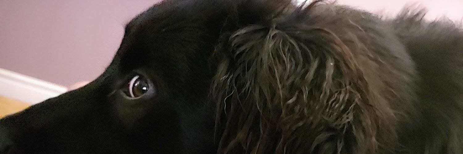 SeeStuStew's profile banner image
