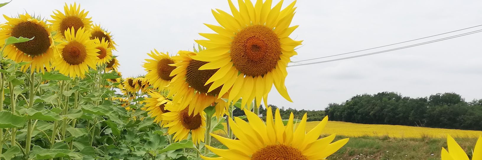 noël bouttier banner