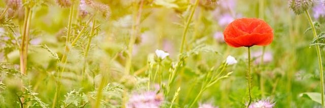 bienenretter's profile banner image