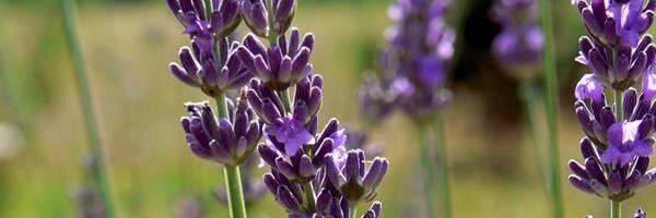 Lavender_Blu's profile banner image