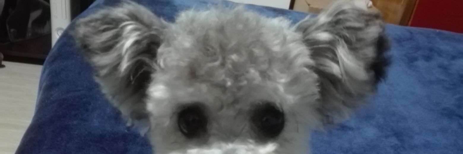 jhonofui's profile banner image