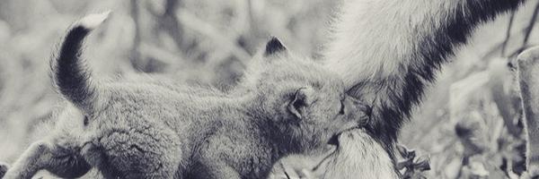 _leagirodon Profile Banner