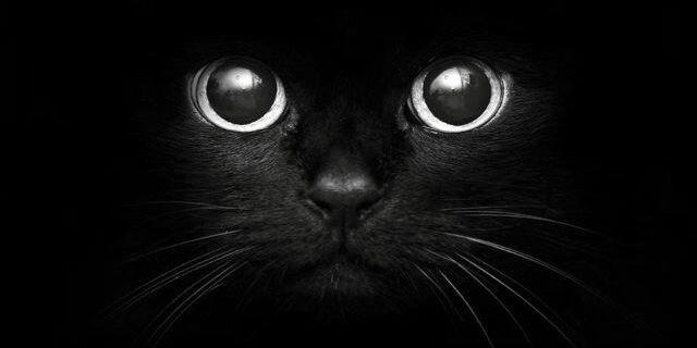 faraadisa's profile banner image