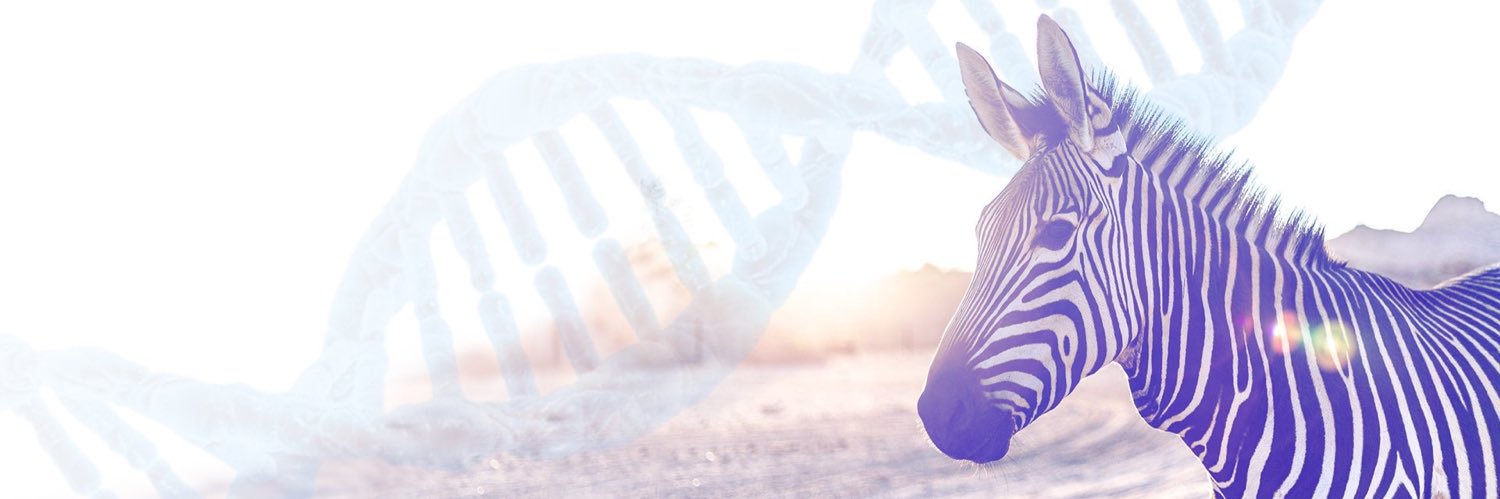 RareNewEngland banner