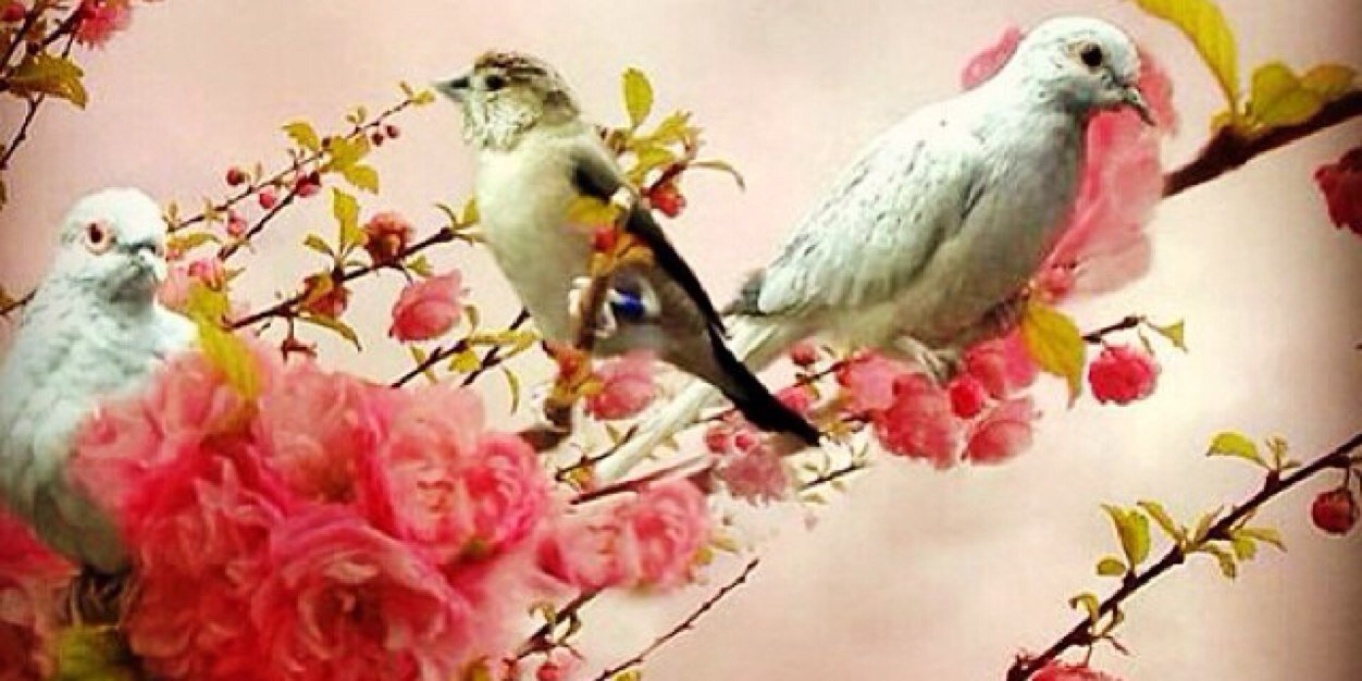 rihanrooh's profile banner image