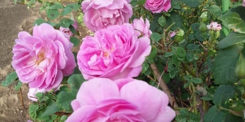 FuSan1961runrun's profile banner image