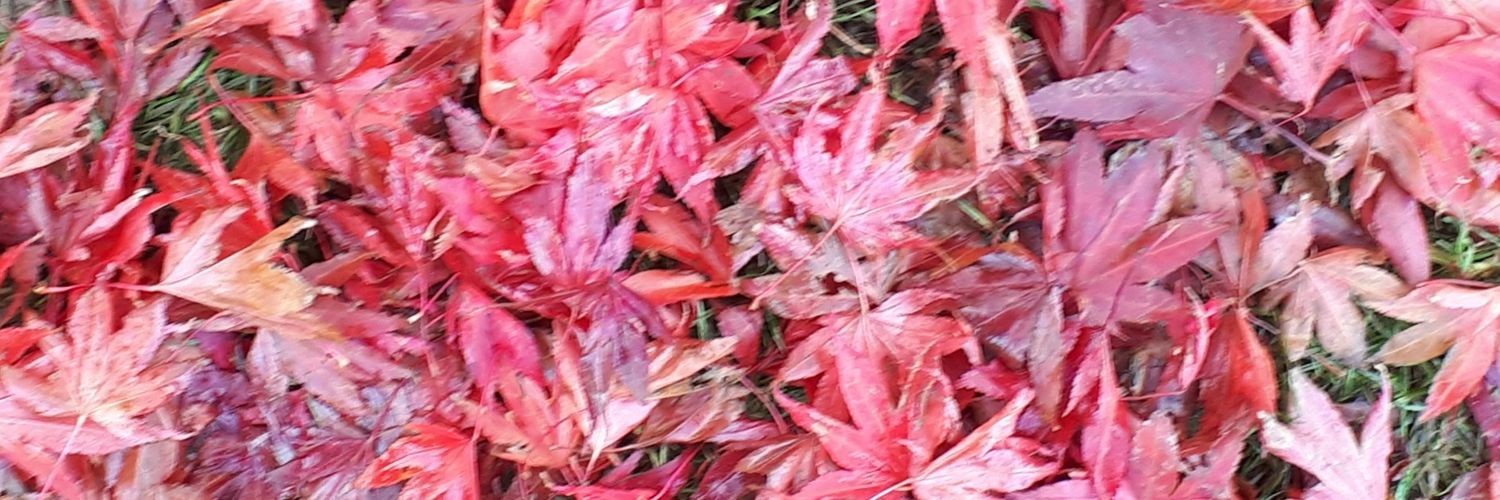 jacquiewain's profile banner image