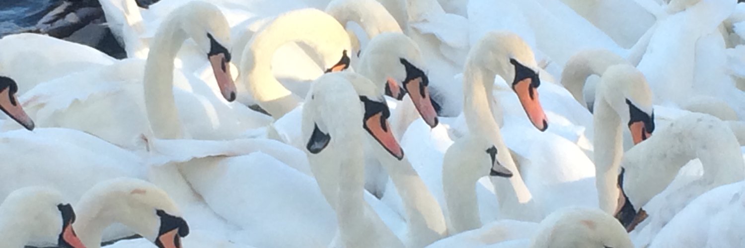 RozGolds's profile banner image