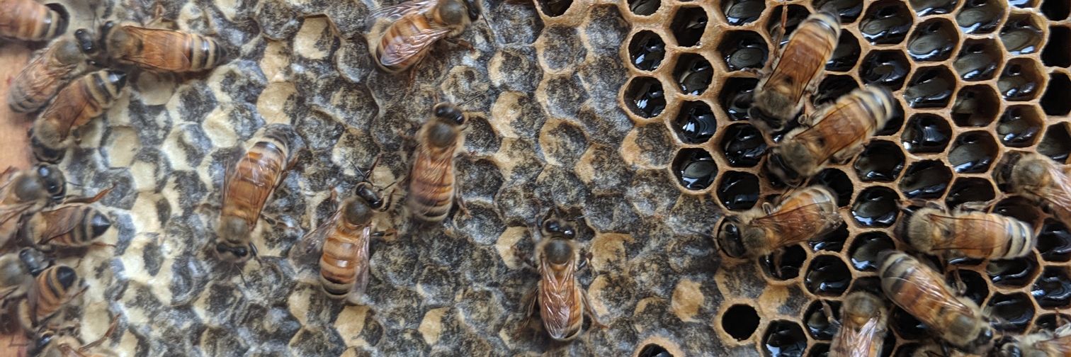 Wendy Seltzer @wseltzer@infosec.exchange banner