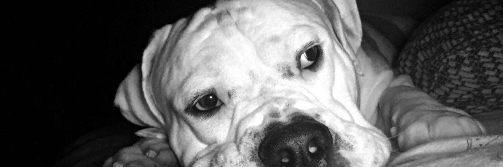 carly_weitzman's profile banner image