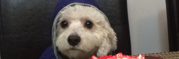 ShubhamChander Profile Banner