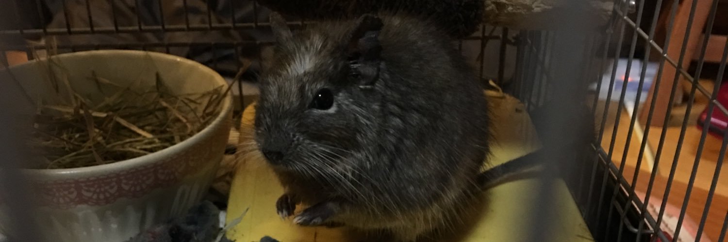 beansmei33's profile banner image