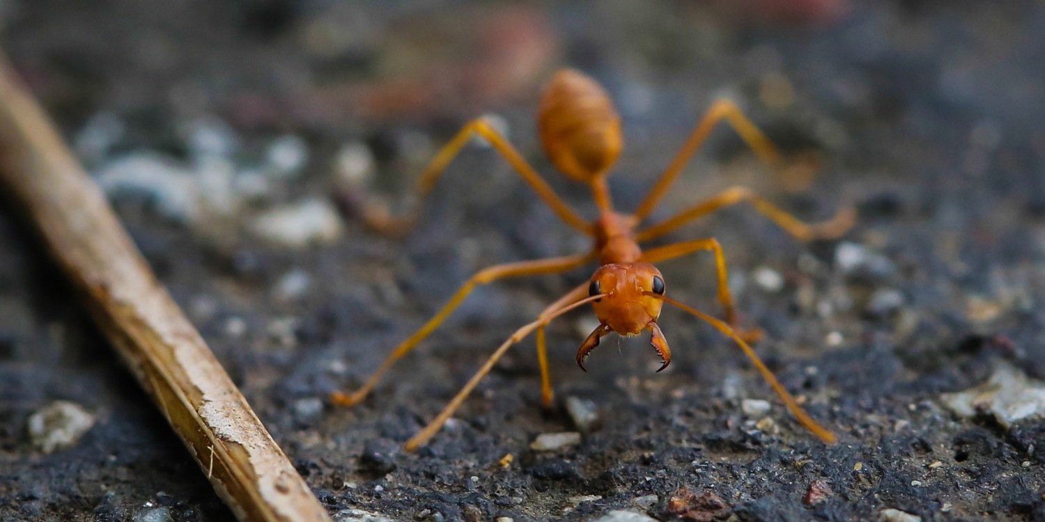 Sai Aung Main banner