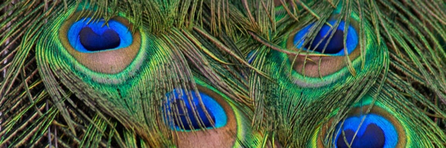 lgalass's profile banner image