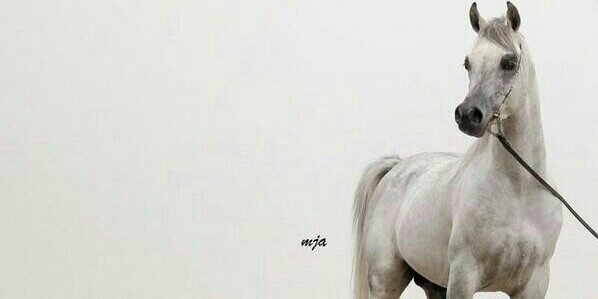 D700M777's profile banner image