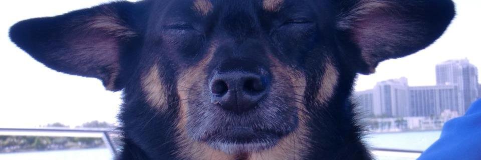 Andrea M Smith banner