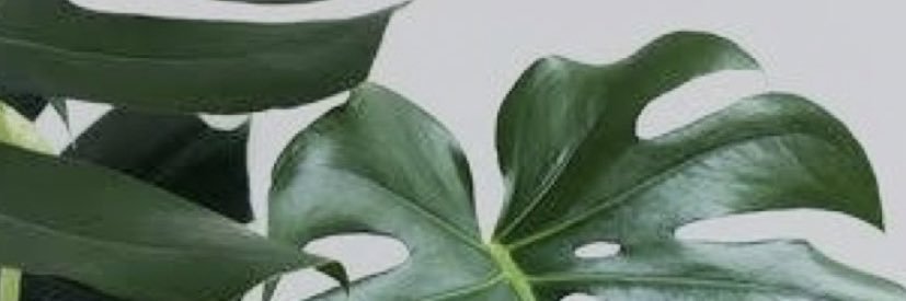 tnnootbaar's profile banner image