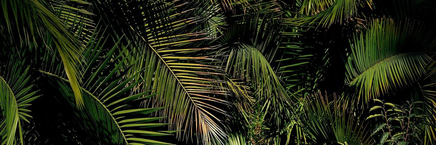 __Polin___'s profile banner image