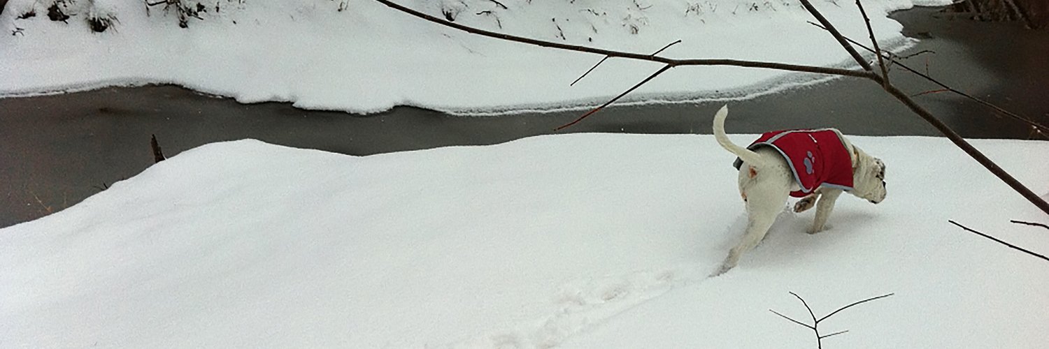 ᗪIᔕᑕOᑌᑎT ᗰᗩGIᑕIᗩᑎ 🎩🐇 banner