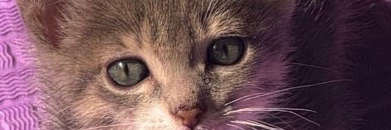 catabala_'s profile banner image