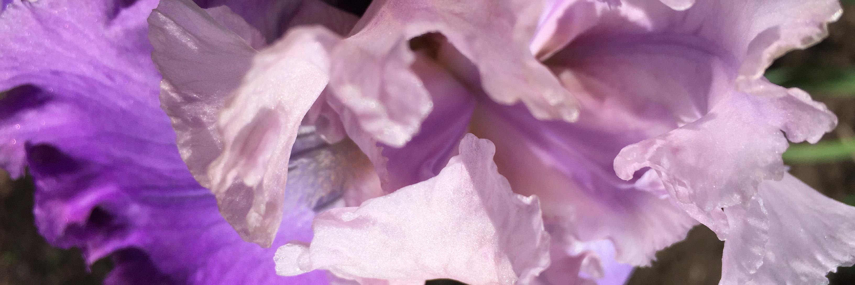 LesleyLammers's profile banner image