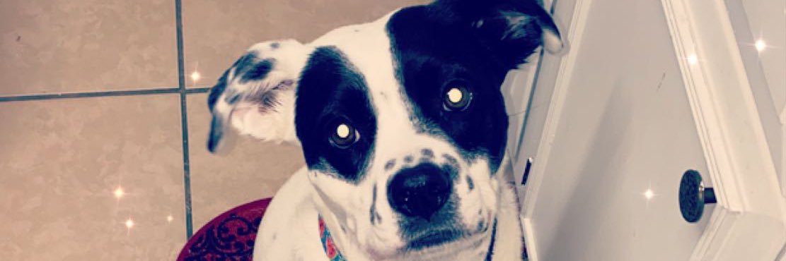 ShammyPurry's profile banner image