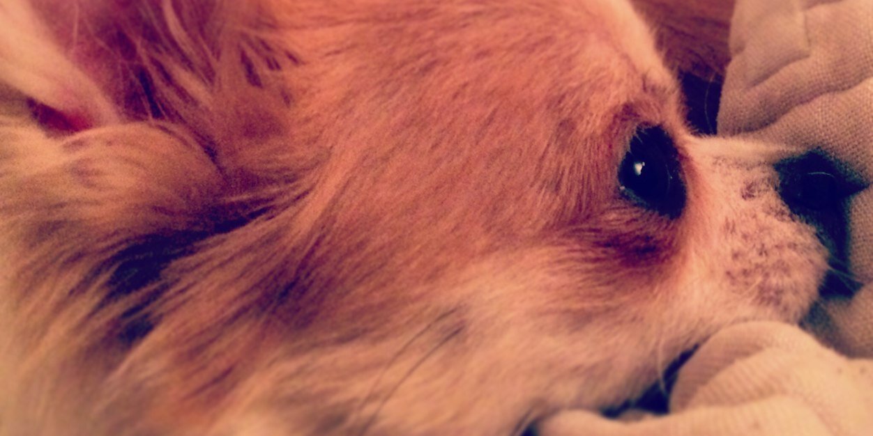 CissiCizzik's profile banner image