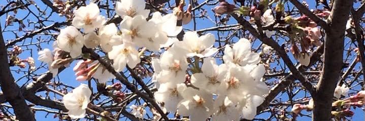 takaminesakura's profile banner image