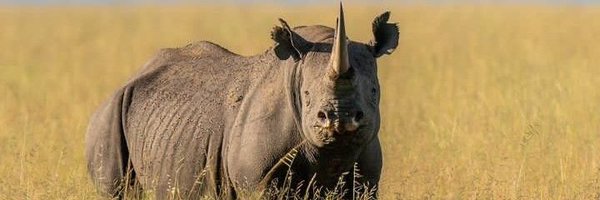 NjorogeBen Profile Banner