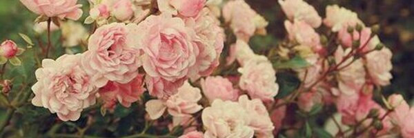Minfarda Profile Banner