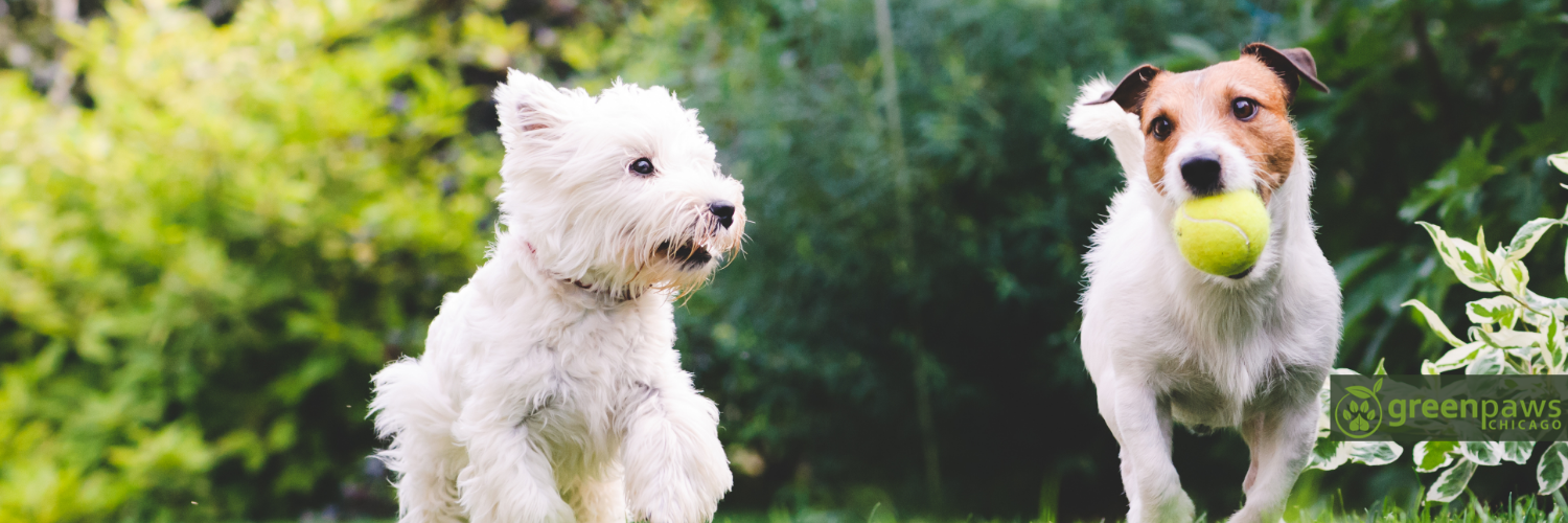 GreenPawsChi's profile banner image