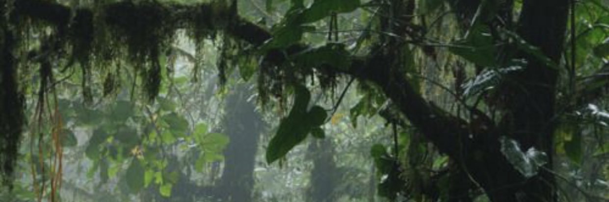 Mike banner