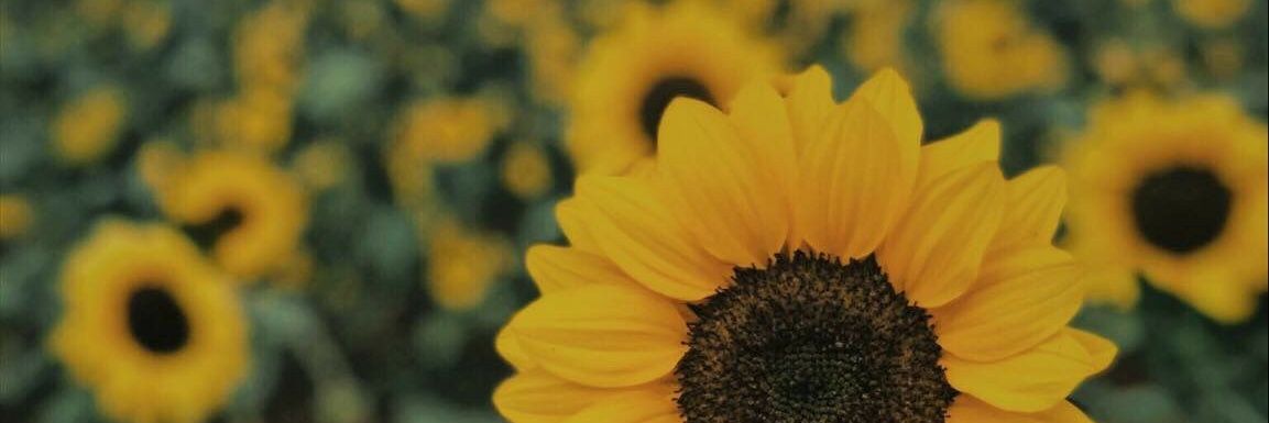 virginiagm98's profile banner image