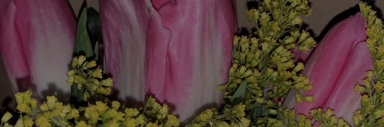 sofiaenarr's profile banner image