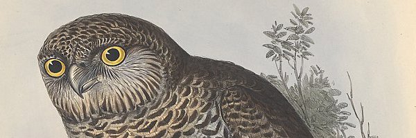 Mystery tWeeter banner