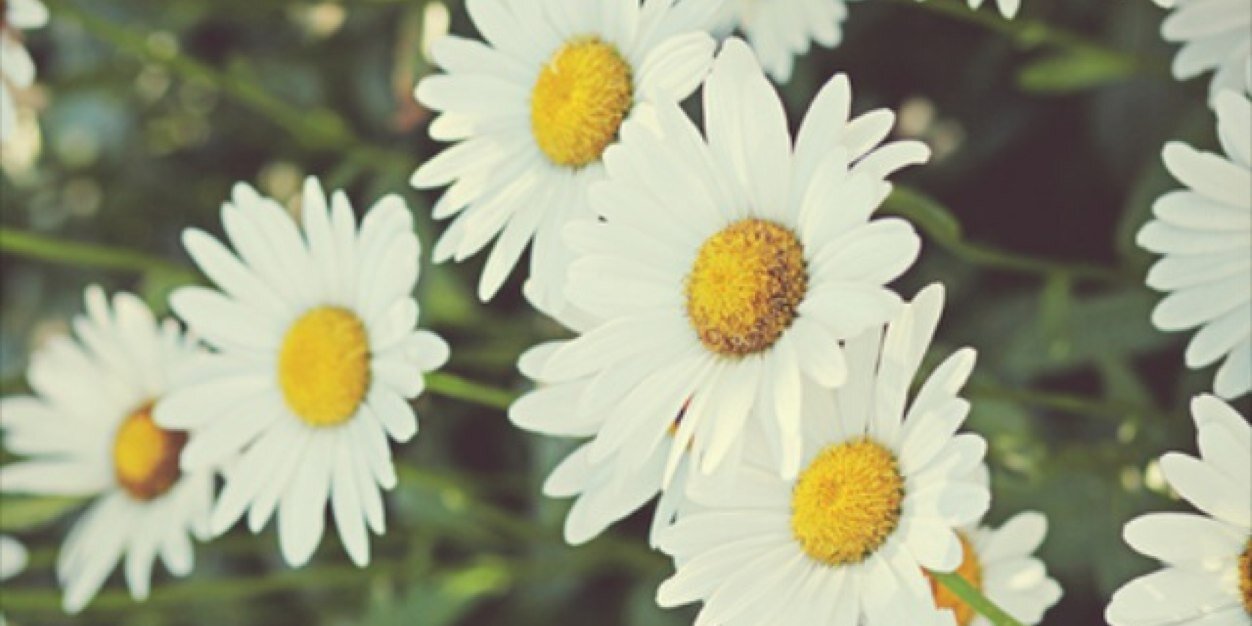 ChloeeLizzy's profile banner image