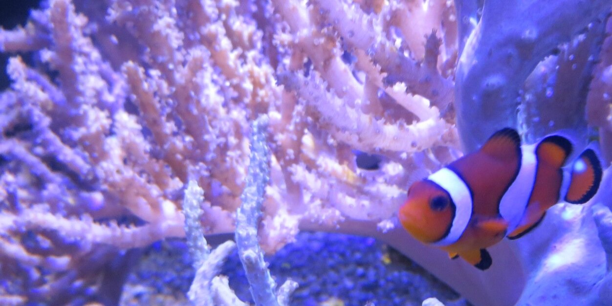 Dimitri DUONG banner