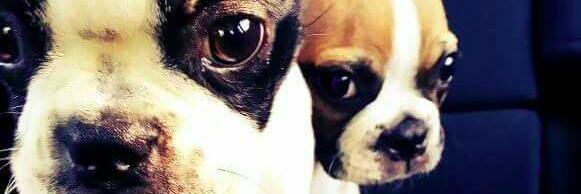 Kevin_Young_'s profile banner image