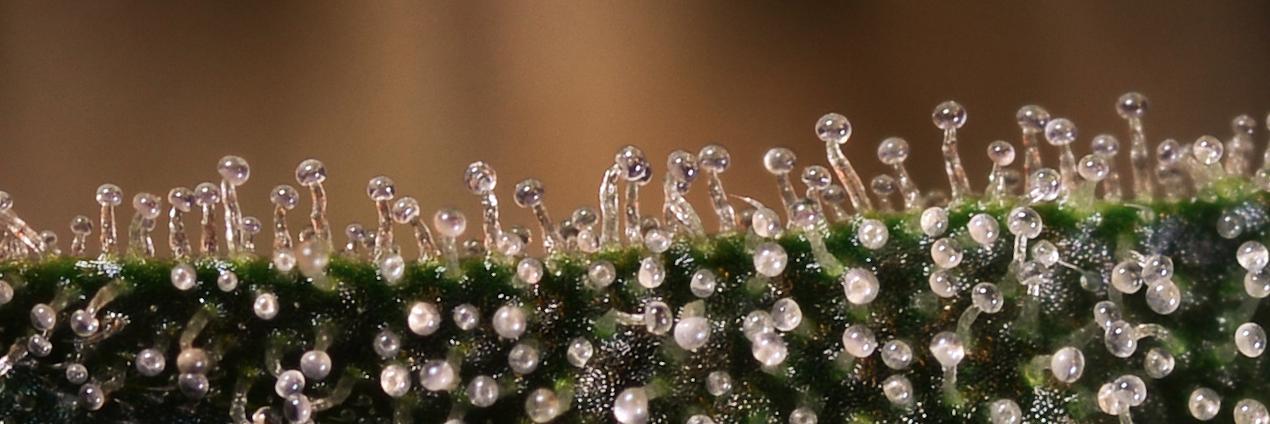 Denver Relief banner