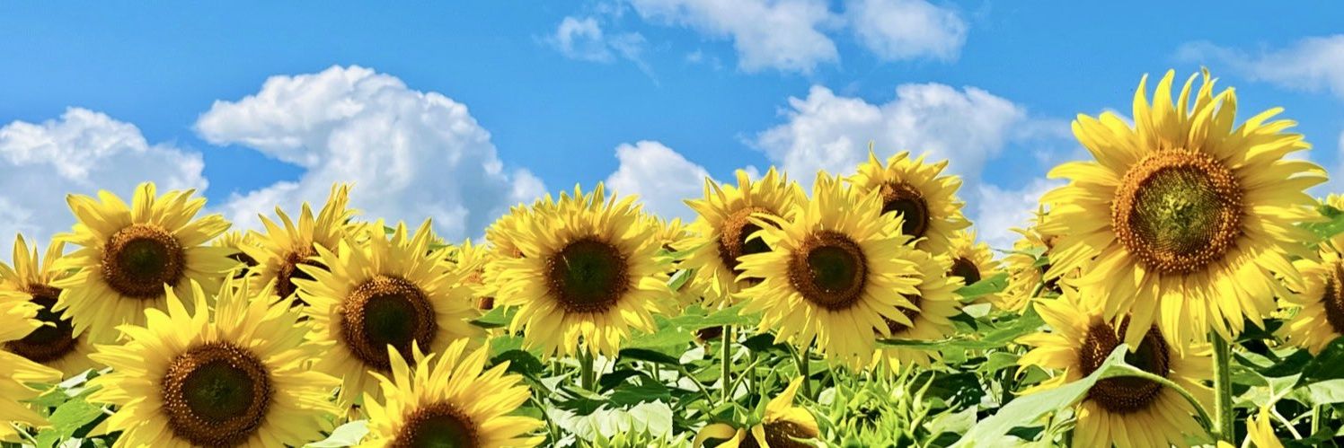 RNmassi's profile banner image