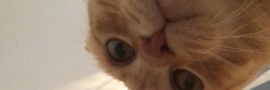 lulztxtitgurl's profile banner image